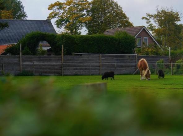 Vakantiewoningen De Schelp Renesse Eksteriør billede