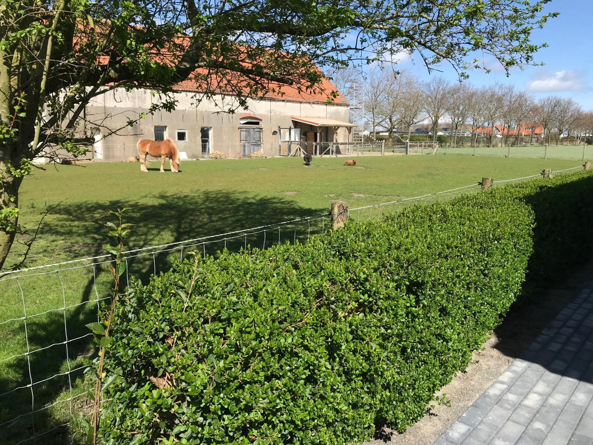 Vakantiewoningen De Schelp Renesse Eksteriør billede